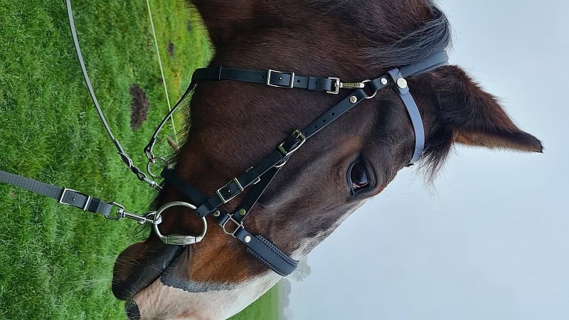 Halster-Hoofdstel met Bithangers II 16mm